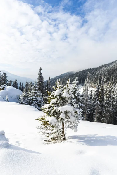 Bosque Nevado Con Árboles Coníferas Las Montañas Durante Día — Foto de Stock