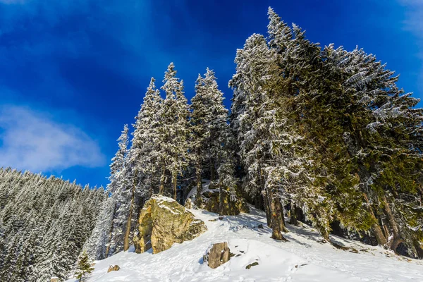 Bosque Nevado Con Árboles Coníferas Las Montañas Durante Día — Foto de Stock