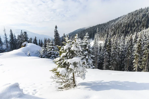 snowy forest with coniferous trees in mountains, daytime