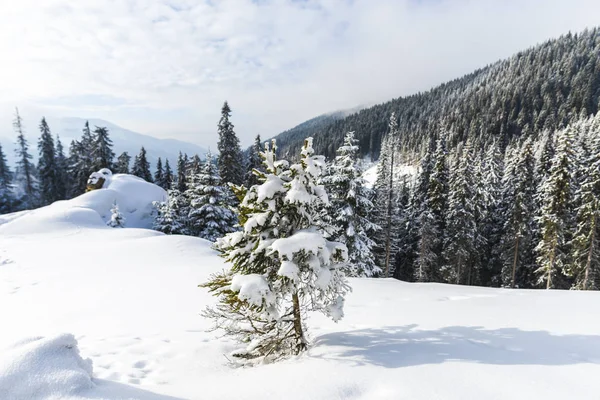 Bosque Nevado Con Árboles Coníferas Las Montañas Durante Día — Foto de Stock