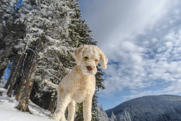 Poodle Κουτάβι Σκυλί Στο Χιόνι Κάλυψε Βουνά Δασικό Τοπίο — Φωτογραφία Αρχείου