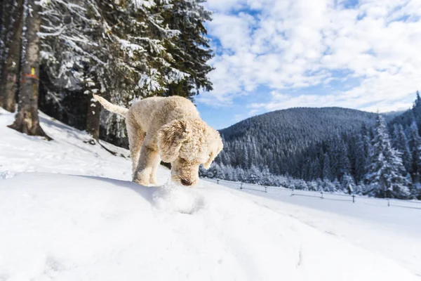 Pudel Welpe Hund Schneebedeckten Bergen Waldlandschaft — Stockfoto