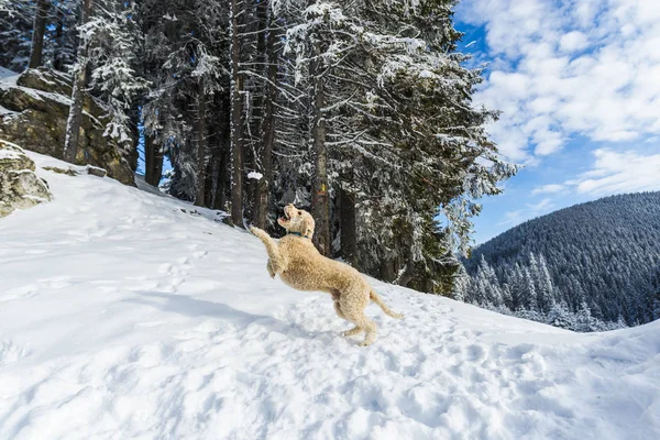 Χιονισμένο Δάσος Κωνοφόρα Δέντρα Στα Βουνά Και Παιχνιδιάρικο Σκυλί — Φωτογραφία Αρχείου