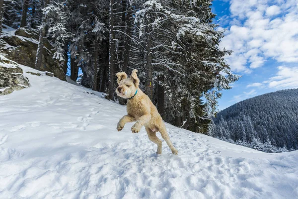 Снежный Лес Хвойными Деревьями Горах Игривая Собака — стоковое фото