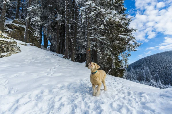 Snowy Forest Coniferous Trees Mountains Playful Dog — Stock Photo, Image