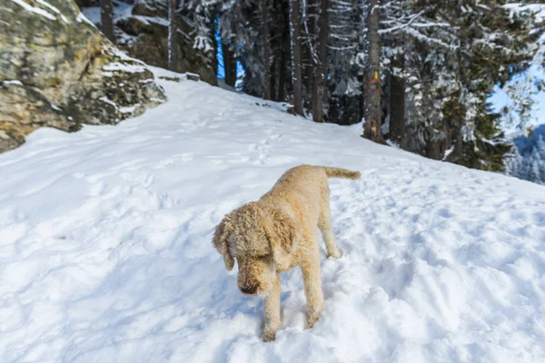 Verschneiter Wald Mit Nadelbäumen Den Bergen Und Pudelhund — Stockfoto