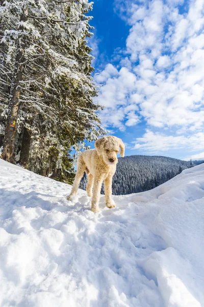 Verschneiter Wald Mit Nadelbäumen Den Bergen Und Pudelhund — Stockfoto