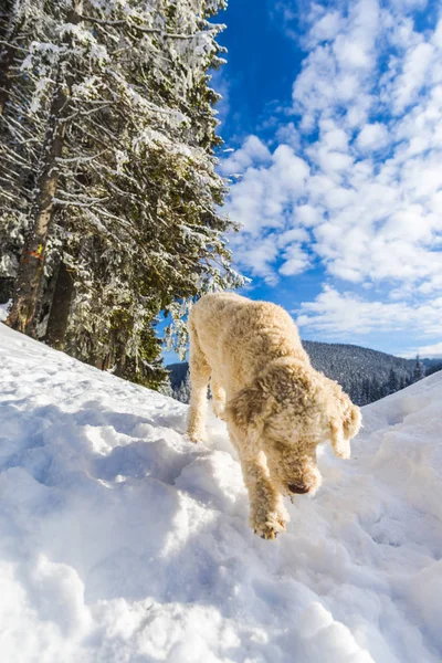 Verschneiter Wald Mit Nadelbäumen Den Bergen Und Pudelhund — Stockfoto