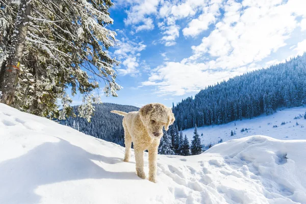 Snowy Forest Coniferous Trees Mountains Poodle Dog — Stock Photo, Image