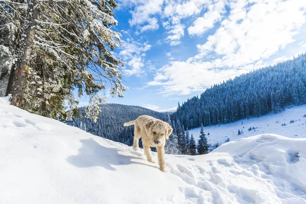 Langit Biru Atas Hutan Bersalju Pegunungan Dan Anjing Pudel — Stok Foto