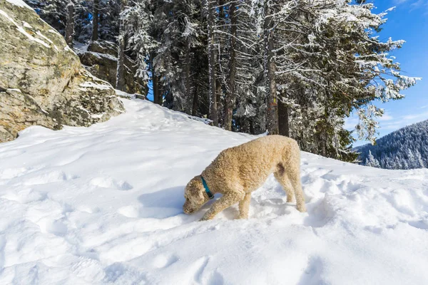 Pudelhund Schnüffelt Schnee Wald — Stockfoto