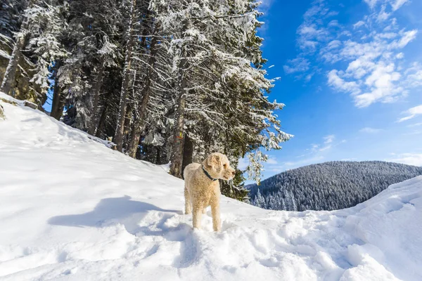 Céu Azul Acima Floresta Nevada Montanhas Cão Poodle — Fotografia de Stock