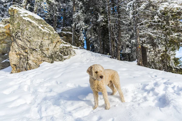 Céu Azul Acima Floresta Nevada Montanhas Cão Poodle — Fotografia de Stock