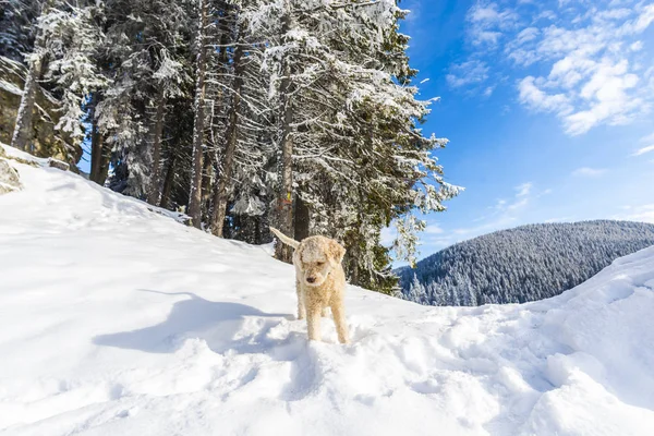 Blue Sky Snowy Forest Mountains Poodle Dog — Stock Photo, Image