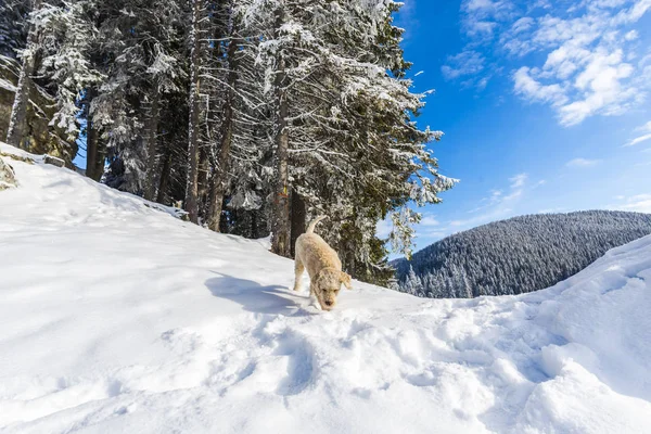 Céu Azul Acima Floresta Nevada Montanhas Cão Poodle — Fotografia de Stock