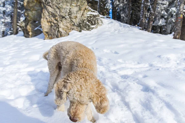 poodle dog sniffing snow in forest