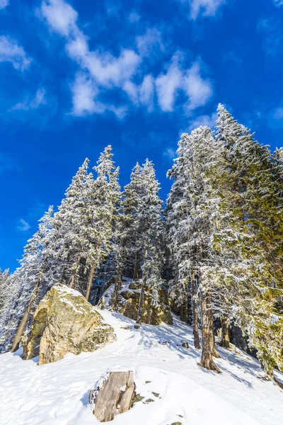 Vista Inferior Sobre Montañas Cubiertas Nieve Bosque — Foto de Stock