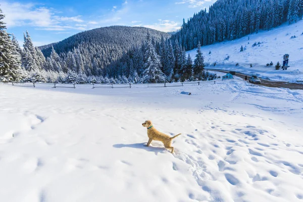 Rollladen Pudel Welpe Hund Steht Schneebedeckten Bergen Landschaft — Stockfoto