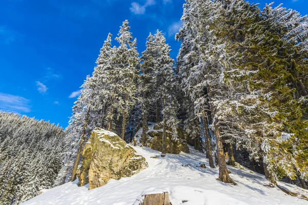Vista Inferior Sobre Montañas Cubiertas Nieve Bosque — Foto de Stock