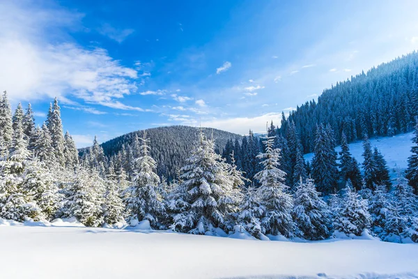 Сонячний День Снігу Покритий Гірським Лісом — стокове фото