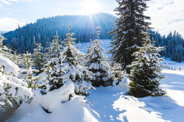 Сонячний День Снігу Покритий Гірським Лісом — стокове фото
