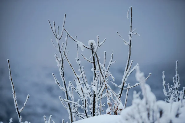 Rami Albero Innevati Congelati — Foto Stock