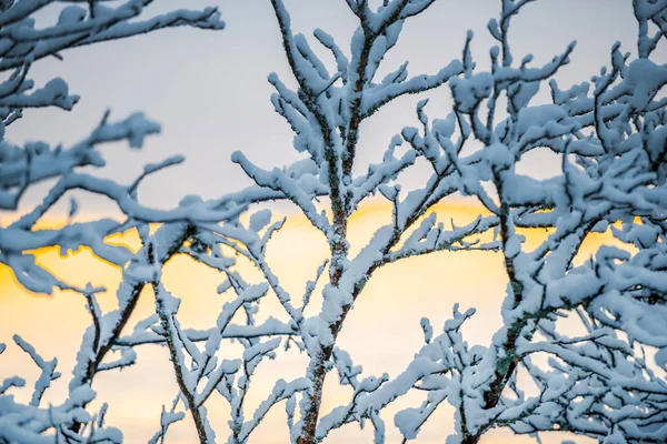 Pokryte Śniegiem Gałęzi Drzew Zachód Słońca Niebo — Zdjęcie stockowe