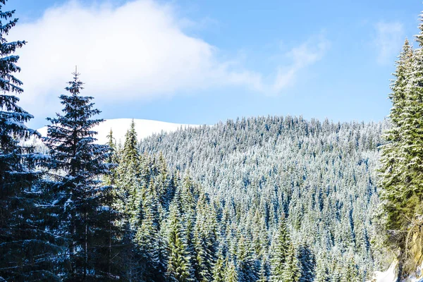 Temporada Invierno Árboles Coníferas Cubiertos Nieve Cielo — Foto de Stock