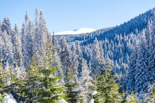 Temporada Invierno Árboles Coníferas Cubiertos Nieve Cielo — Foto de Stock