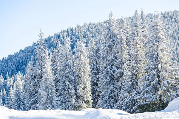 Temporada Invierno Árboles Coníferas Cubiertos Nieve Cielo — Foto de Stock