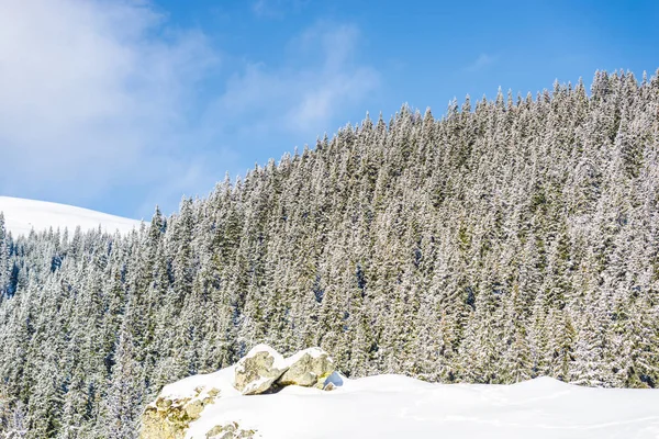 Dia Ensolarado Neve Coberto Montanhas Floresta — Fotografia de Stock