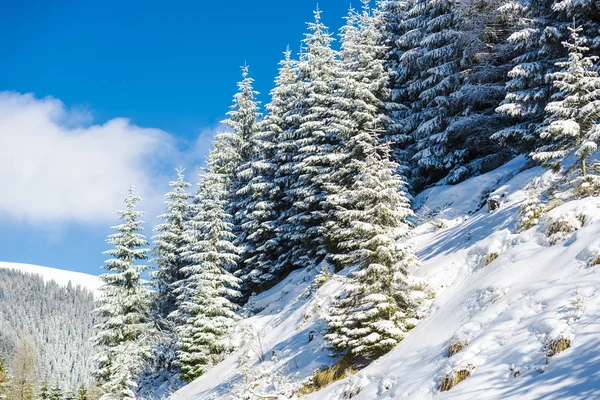 Día Soleado Las Montañas Cubiertas Nieve Bosque — Foto de Stock