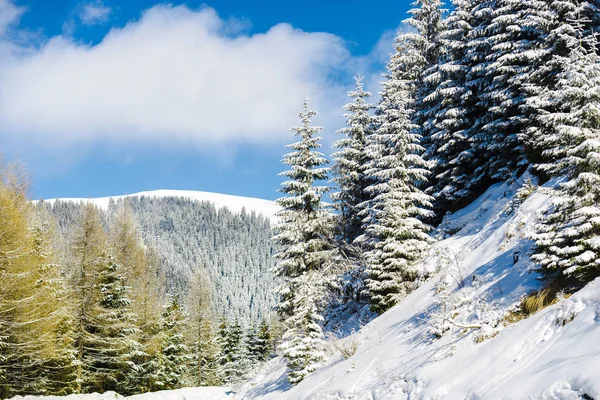 Día Soleado Las Montañas Cubiertas Nieve Bosque — Foto de Stock