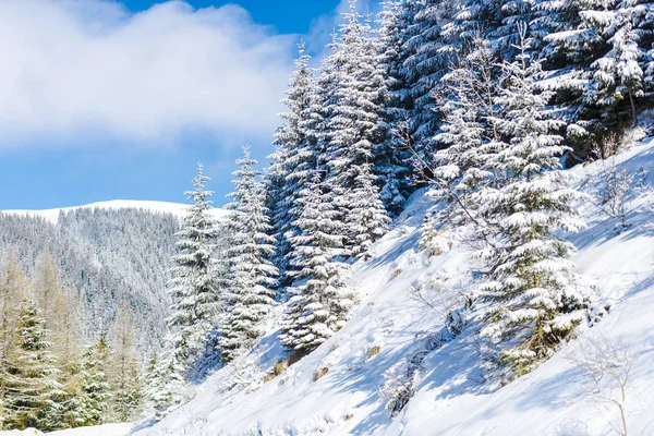 Día Soleado Las Montañas Cubiertas Nieve Bosque — Foto de Stock