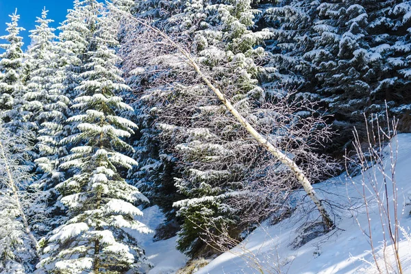 Estação Inverno Árvores Coníferas Cobertas Neve — Fotografia de Stock