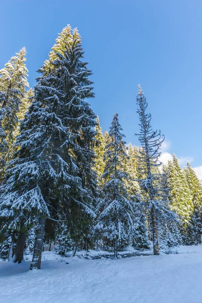 Temporada Invierno Árboles Coníferas Cubiertos Nieve Cielo — Foto de Stock