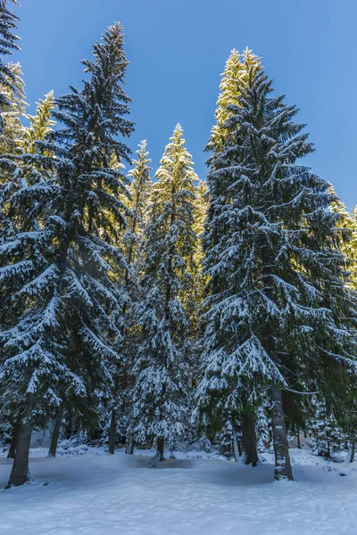 Зимний Сезон Заснеженные Хвойные Деревья Небо — стоковое фото