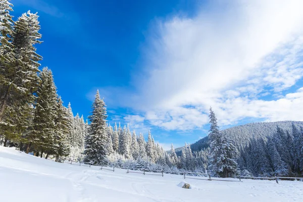 Bosque Invierno Cubierto Nieve Con Árboles Coníferas — Foto de Stock