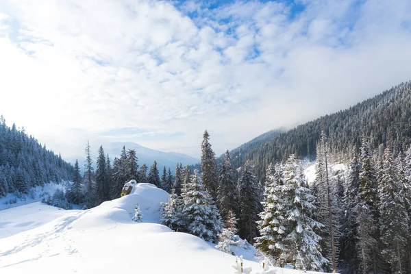Pokryte Śniegiem Zima Las Drzew Iglastych — Zdjęcie stockowe