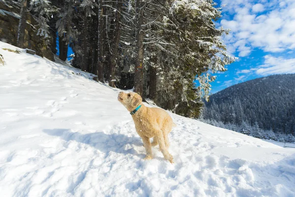 Verspielter Rollladen Pudel Welpe Hund Schneebedeckten Bergen Waldlandschaft — Stockfoto