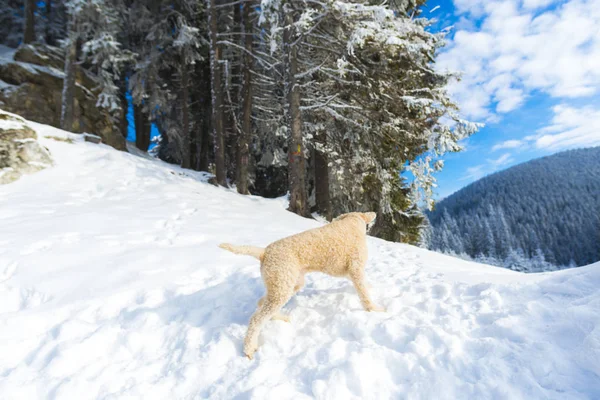 Playful Shutter Poodle Puppy Dog Snow Covered Mountains Forest Landscape — Stock Photo, Image