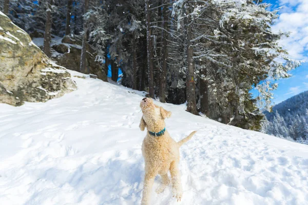 Playful Shutter Poodle Puppy Dog Snow Covered Mountains Forest Landscape — Stock Photo, Image