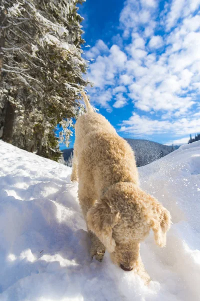 Shutter Cane Cucciolo Barboncino Montagne Innevate Foresta Paesaggio — Foto Stock