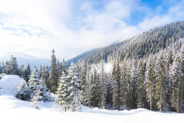 Bosque Invierno Cubierto Nieve Con Árboles Coníferas — Foto de Stock