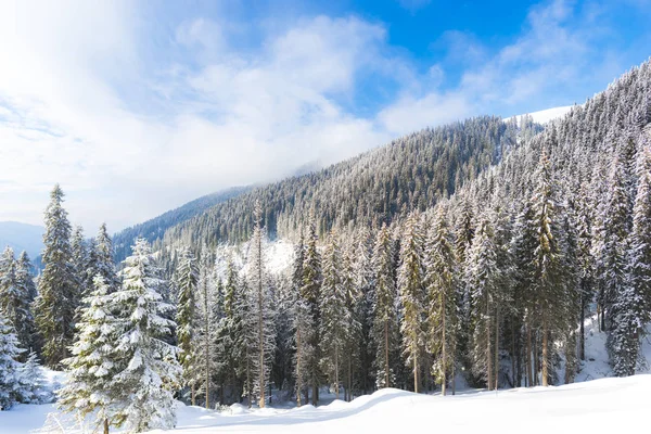 Salju Menutupi Hutan Musim Dingin Dengan Pohon Konifer — Stok Foto