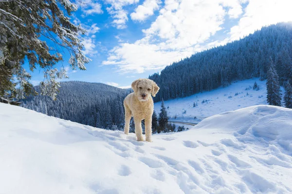 Rollladen Pudel Welpe Hund Schneebedeckten Bergen Waldlandschaft — Stockfoto