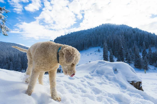 Rollladen Pudel Welpe Hund Schneebedeckten Bergen Waldlandschaft — Stockfoto