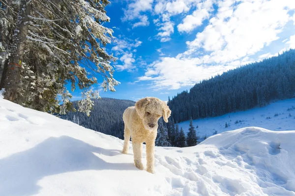 Shutter Poodle Puppy Dog Snow Covered Mountains Forest Landscape — Stock Photo, Image