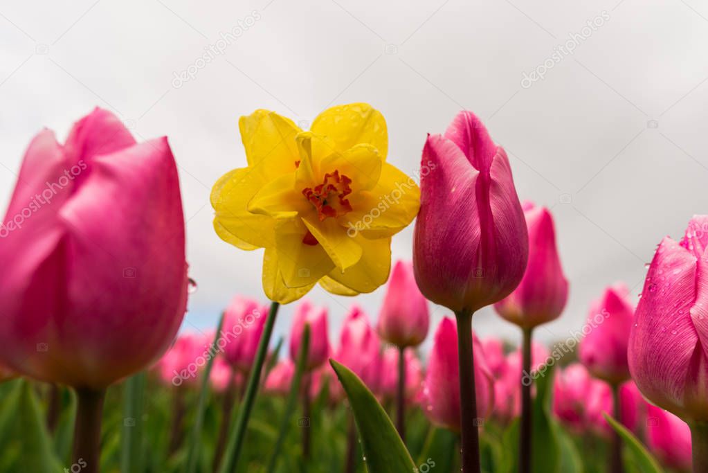 pink tulips flowers in field and yellow Narcissus poeticus