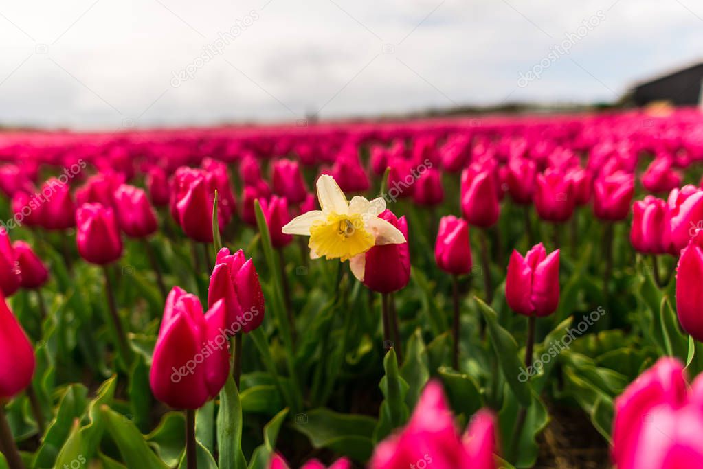 pink tulips flowers in field and yellow Narcissus poeticus